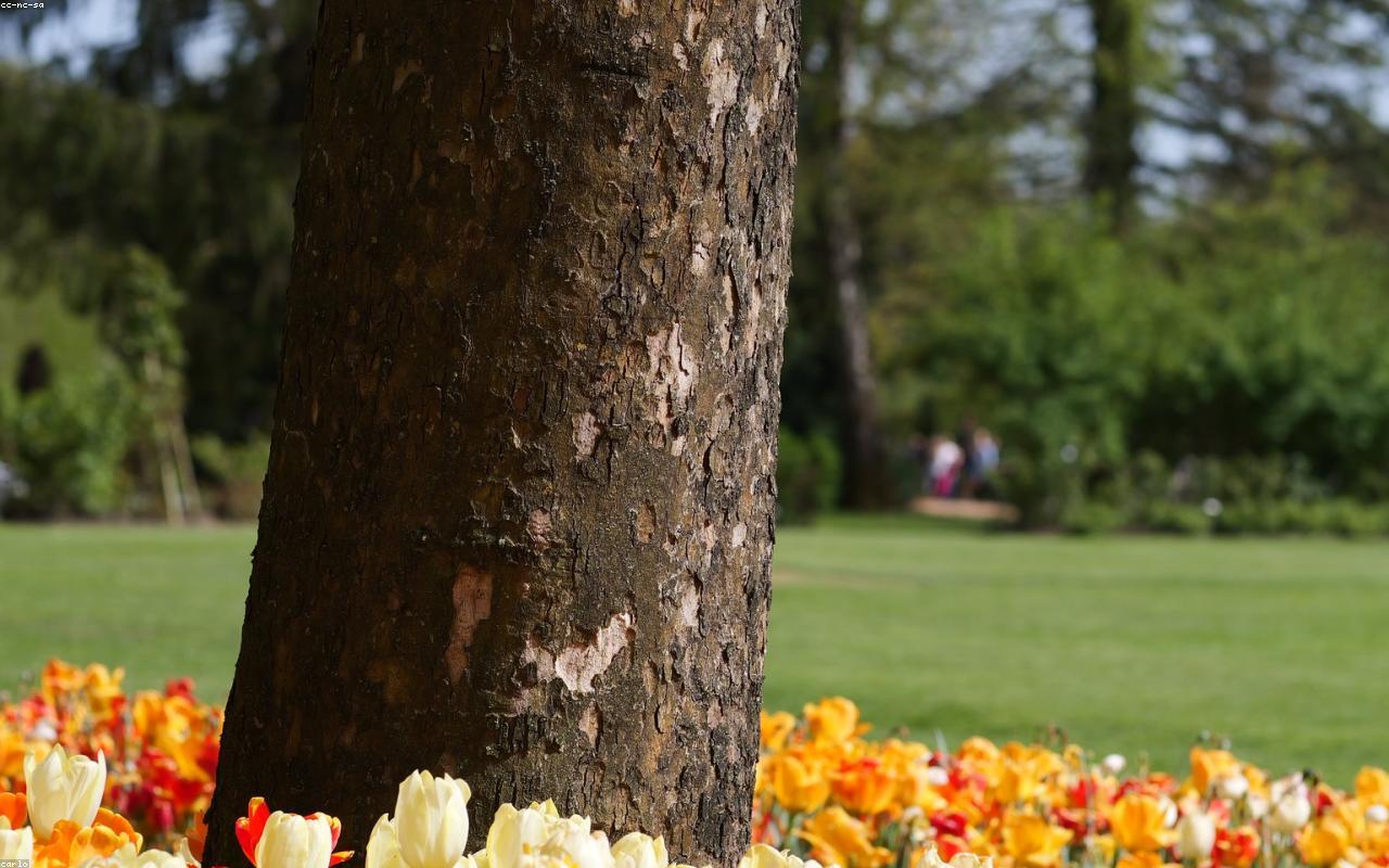 Arboretum Volcji Potok - tulips,slovenia